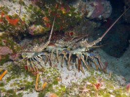 Spiny Lobsters IMG 4927